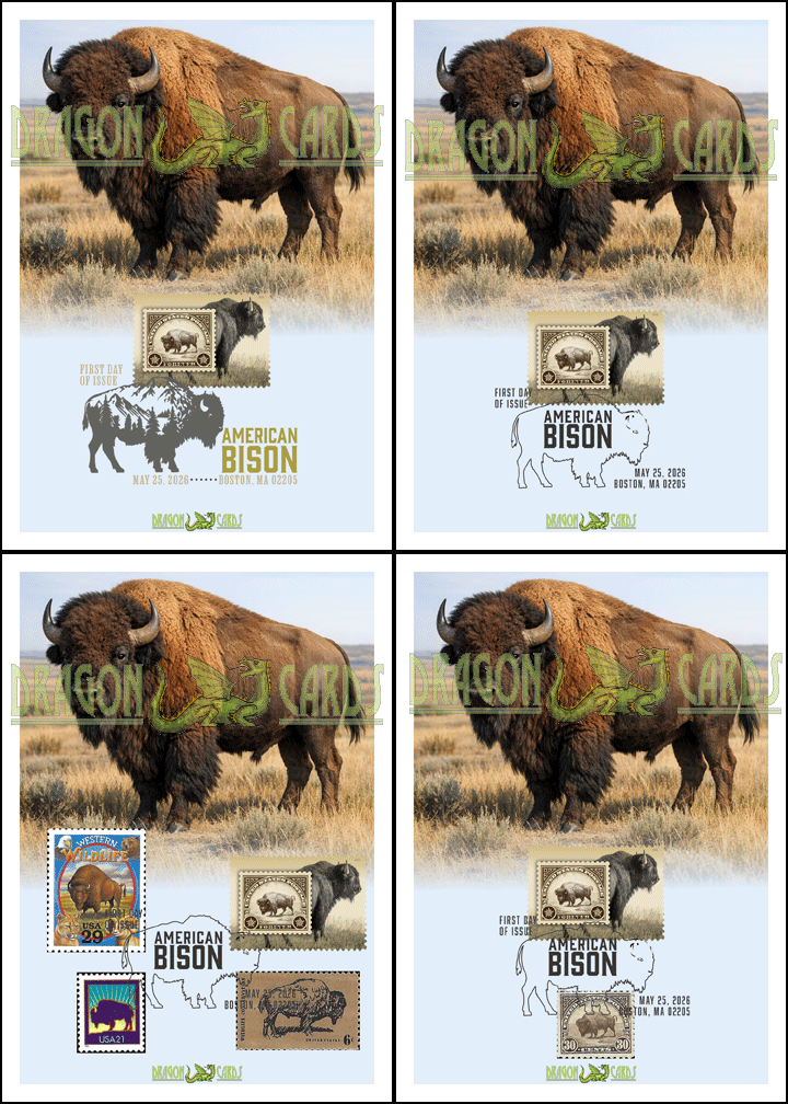 American Bison