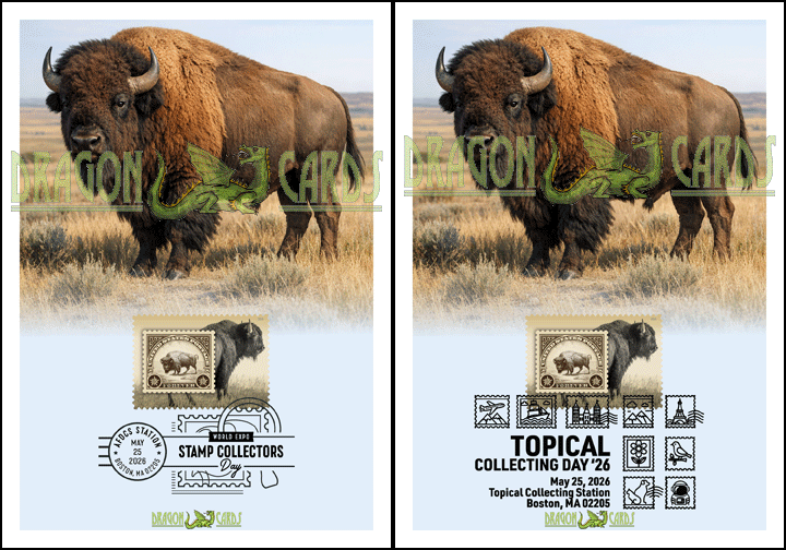 American Bison